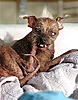 hund.jpg (39.7 KiB) 3089 mal betrachtet hund.jpg