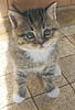 kaetzchen - look.jpg (76.12 KiB) 5521 mal betrachtet kaetzchen - look.jpg