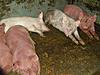 oatzschweine.jpg (61.24 KiB) 3218 mal betrachtet oatzschweine.jpg