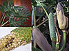 monstera.jpg