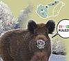 adventkalender_wildesau.JPG (46.4 KiB) 3454 mal betrachtet adventkalender_wildesau.JPG