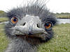 emu.jpg (32.93 KiB) 7033 mal betrachtet emu.jpg