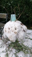 schneeschnabeltier.jpg