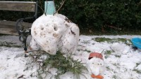 schneeschnabeltier2.jpg